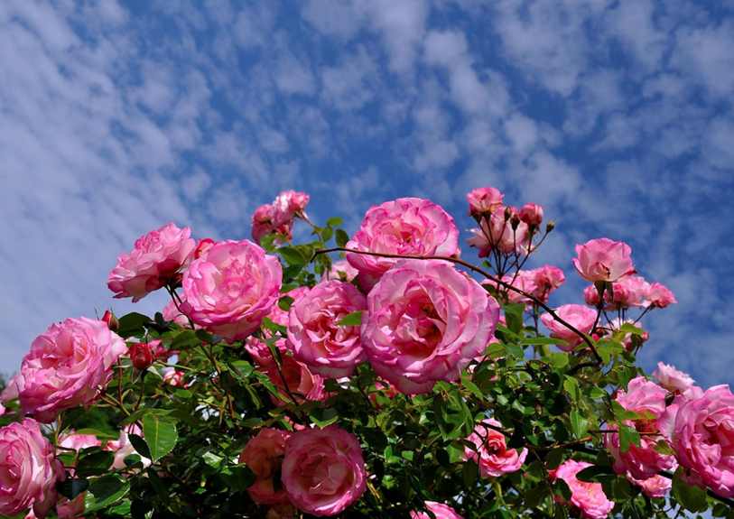 17.webp